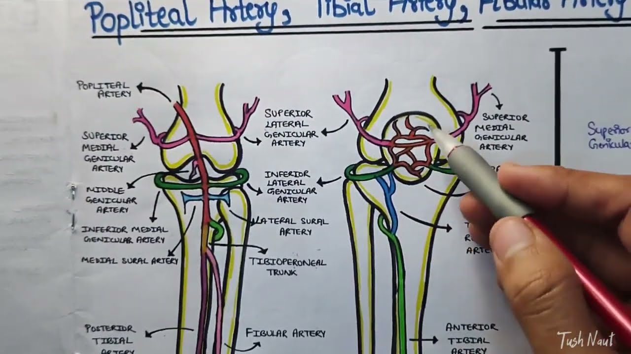 Popliteal, Tibial , Fibular artery & their branches - Easy explanation in Hindi