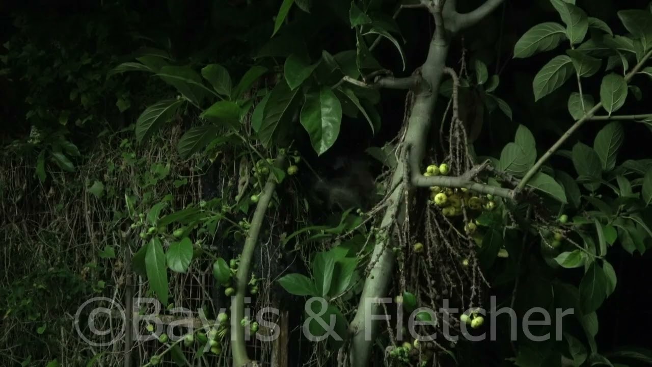 Lesser Short-nosed fruit bats at a fig tree, Malaysia. 20220724_213500.uhd