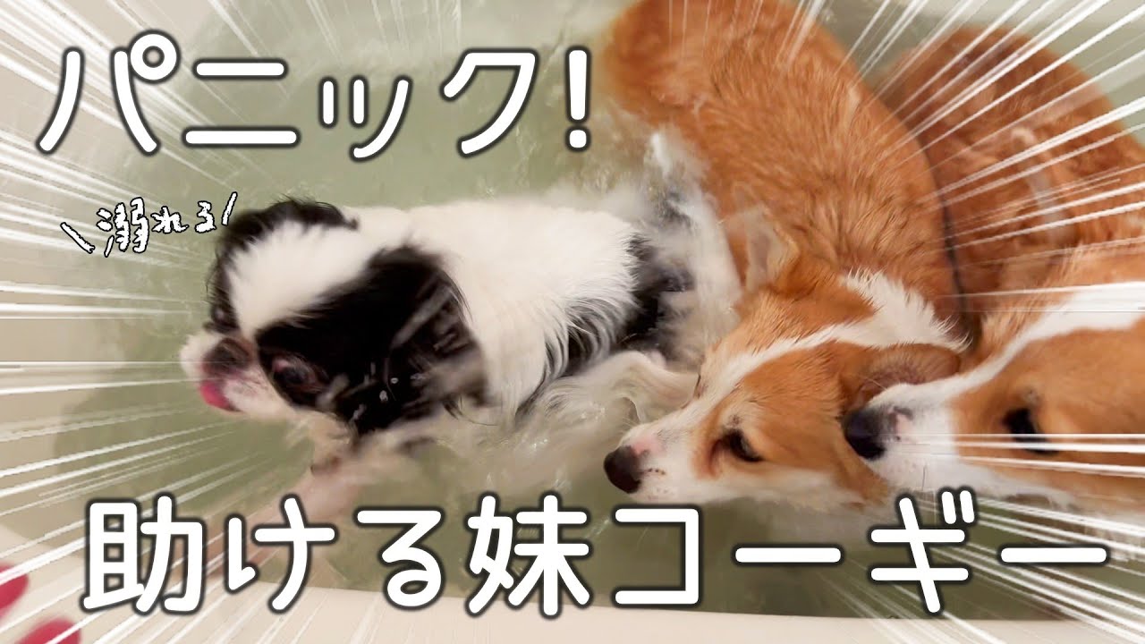 末っ子コーギーがこんなにも賢く頼もしくなっていて感動しました🥹