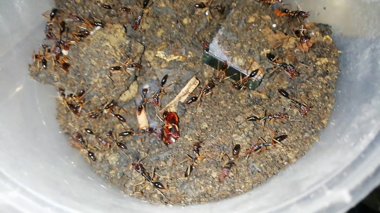 SUCCESSFUL PROTEIN FEEDING | ODONTOMACHUS INFANDUS | ANT PHILIPPINES