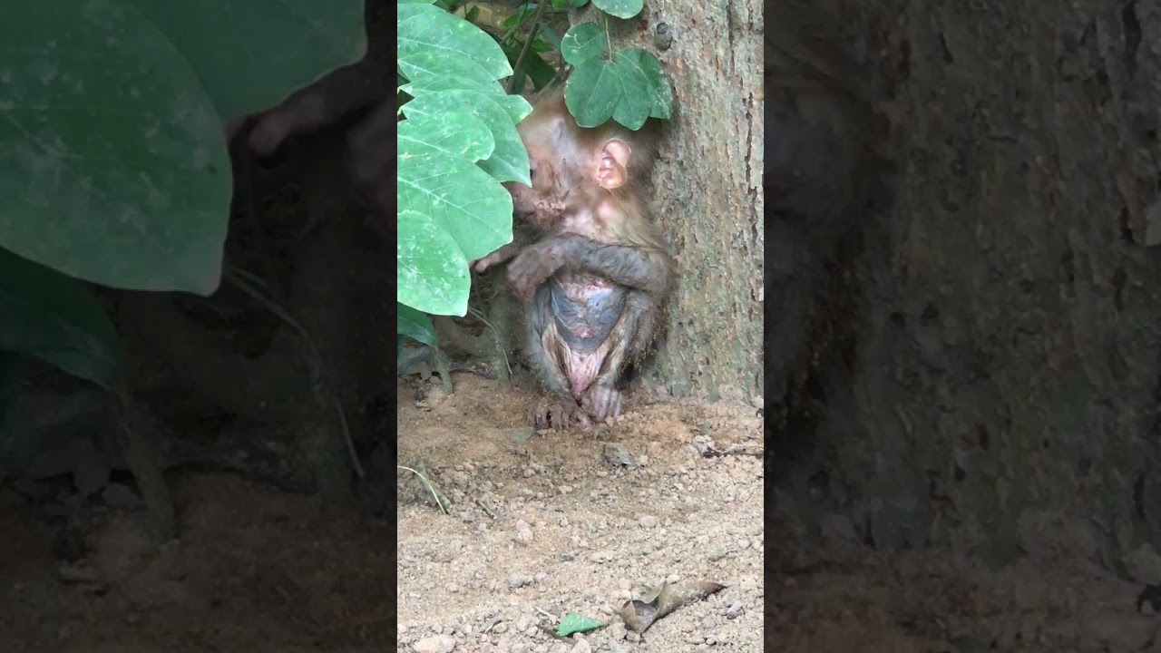 The pitiful baby monkey lost its mother #shorts