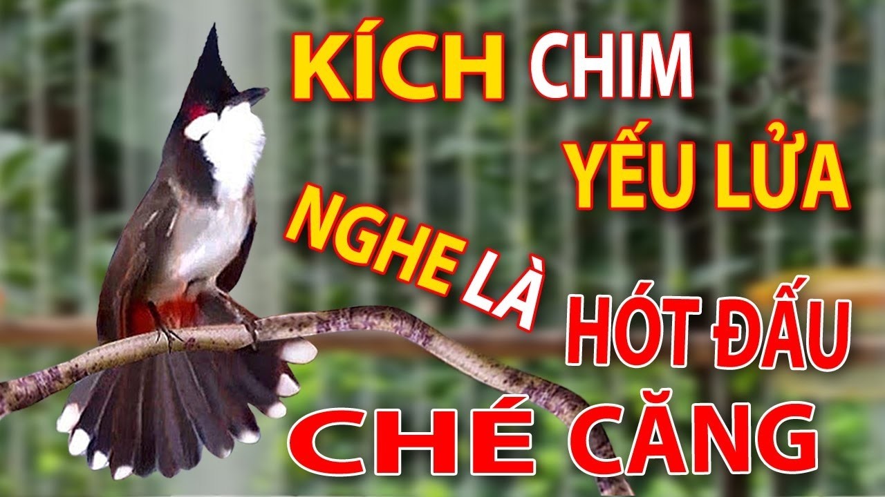 chào mào hót sáng kích bổi - luyện giọng hay ép bổi sổ bọng và căng lửa - chào mào hót đấu