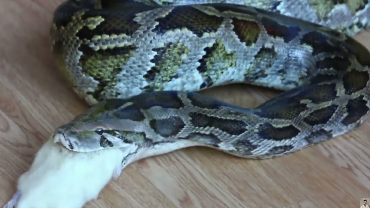 That Change How You See Snakes ''biodocumentary''