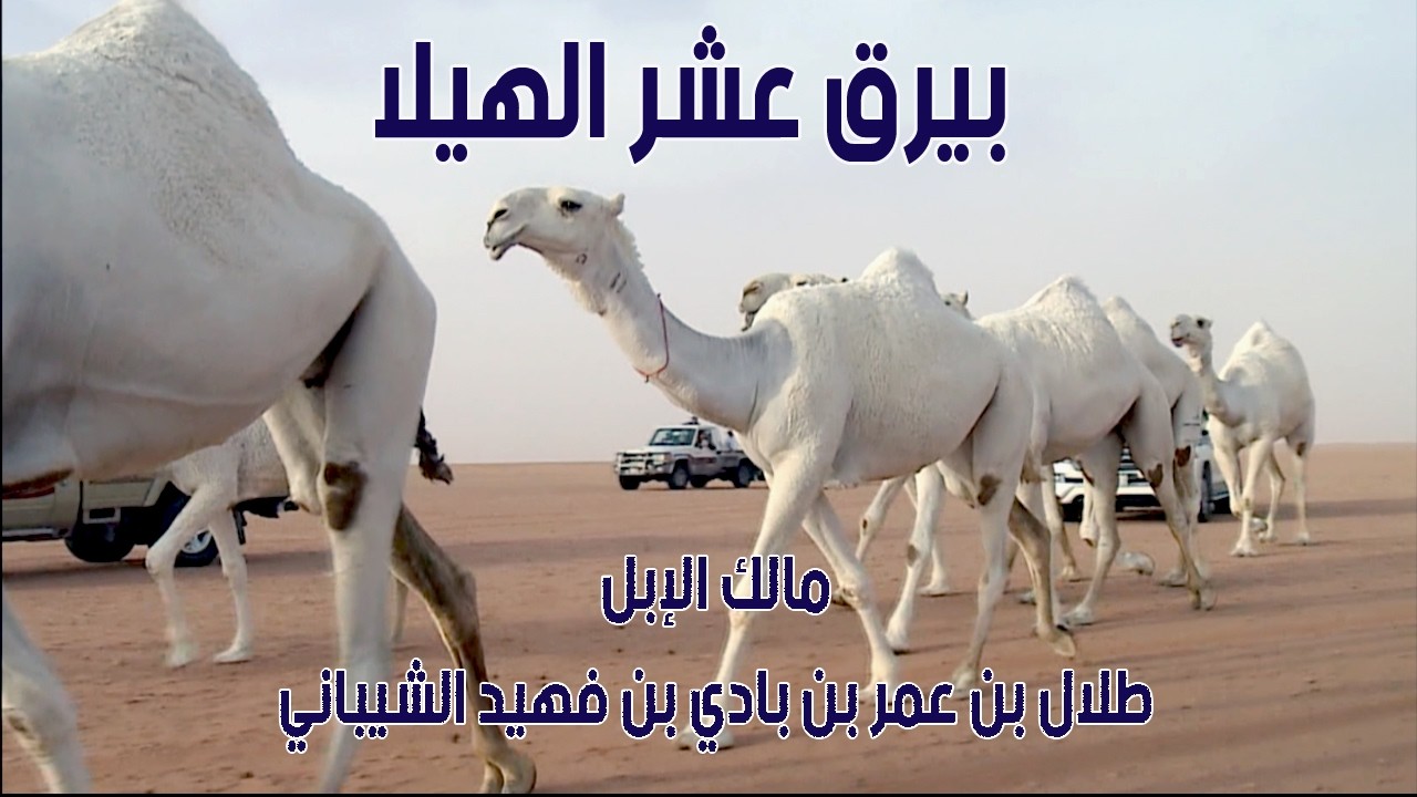 مسيرة بيرق عشر الهيلا | مالك الإبل / طلال بن عمر بن بادي بن فهيد الشيباني ( 2016 م )