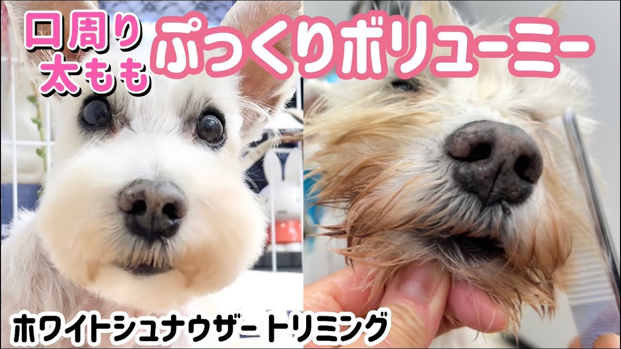 トリミング白シュナ この方法で口周りぷっくり 足ふわふわ‼︎カットもやり易い‼︎