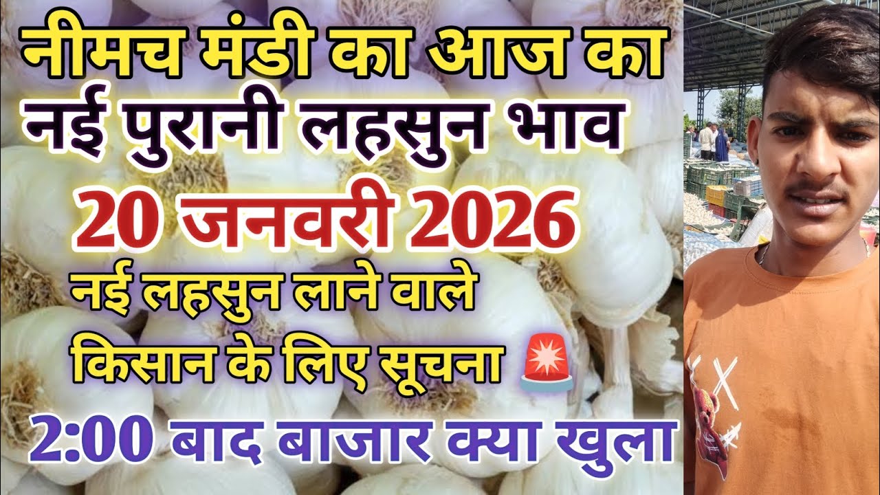 लहसुन भाव मे 2 बजे कैसी रही | आज का लहसुन भाव |Neemuch Mandi ka lahsun bhav/ Neemuch Mandi bhav