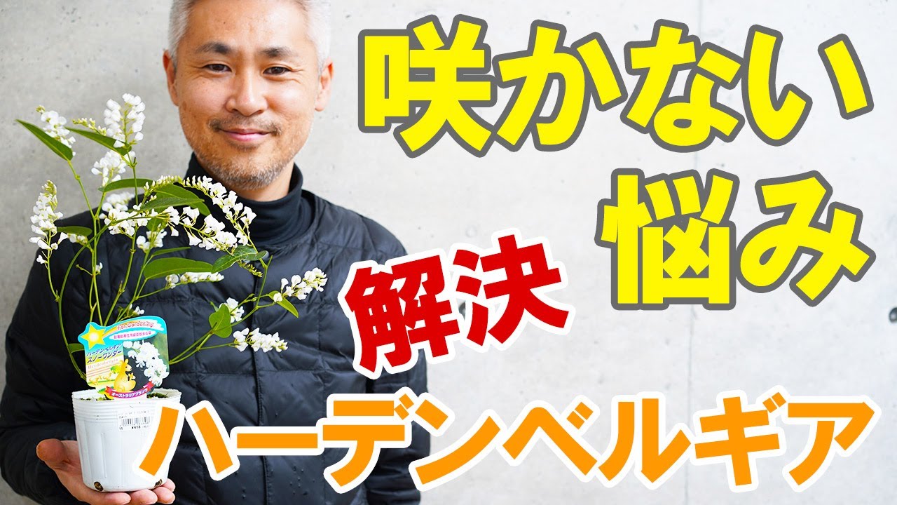 ハーデンベルギアの育て方 花が咲かない理由とは？剪定の方法を実演！