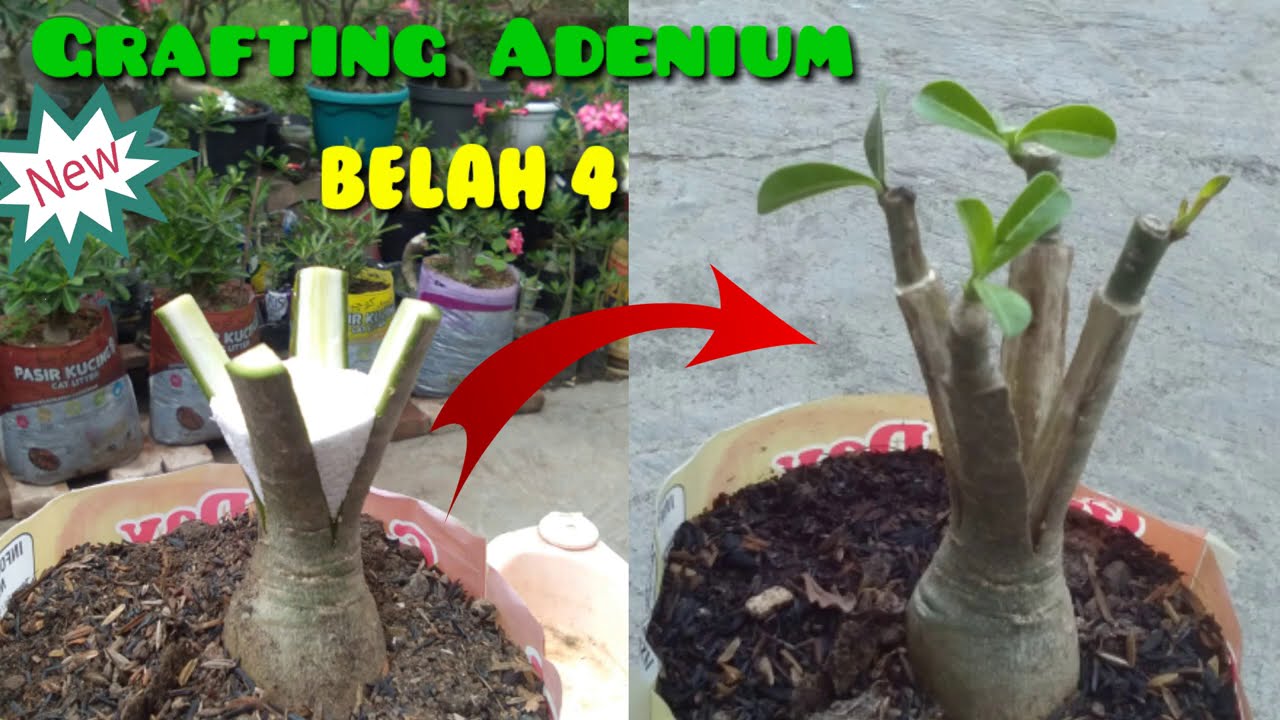 Grafting Adenium Belah Empat || A New Way to Grafting Adenium