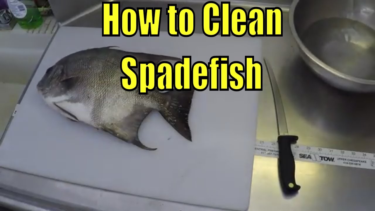 How to Clean Spadefish