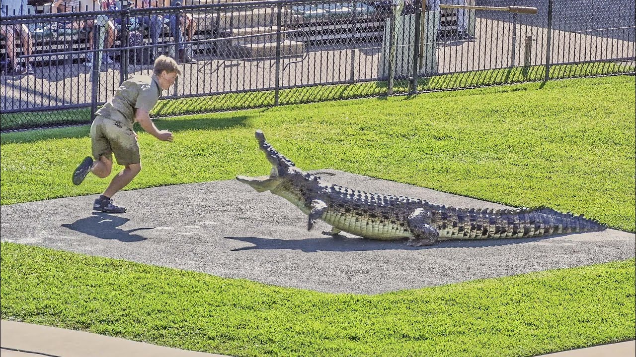 Brothers in Law Robert Irwin and Chandler Powell getting chased by Scrappa the Crocodile
