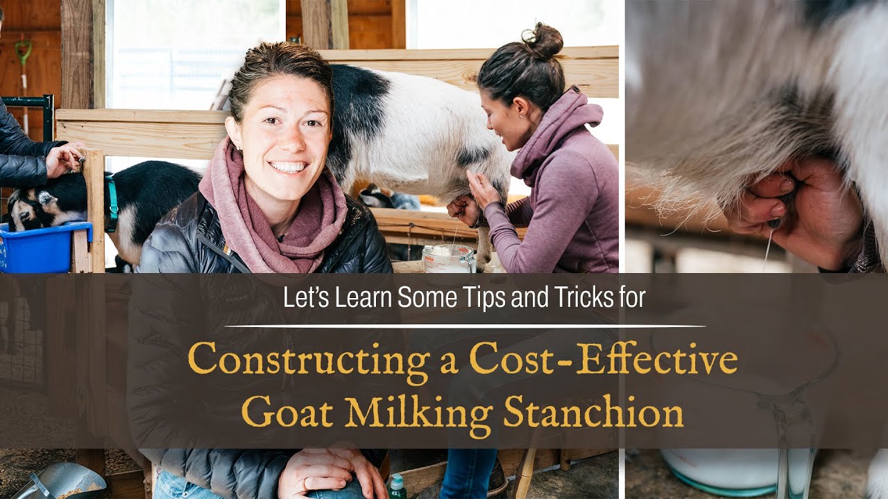 Constructing a Goat Milking Stanchion | Cost-Effective Tips and Tricks with Anne Briggs