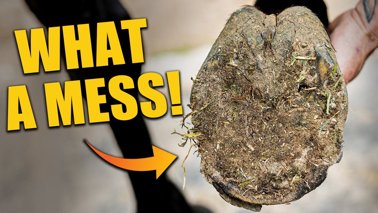 What a Mess – Watch This Hoof Transformation