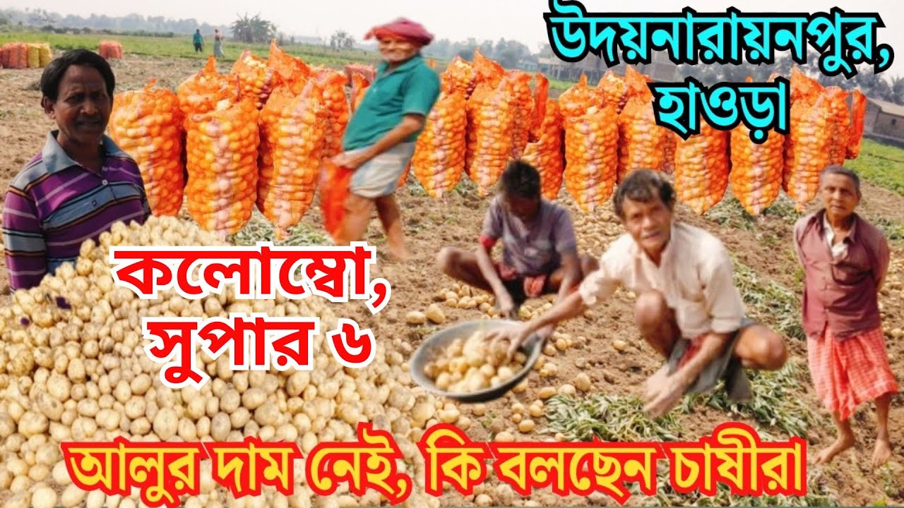 জমি থেকে নতুন আলু উঠছে/এই বছর ফলন ভালো কিন্তু দাম তালানিতে চাষের খরচও উঠছে না/কী বলছেন আলু চাষীরা?