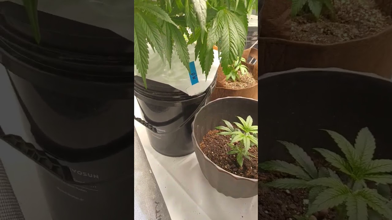 High Hopes Grows Hydro Garden #motorbreath #whiterhino #blueberry #hydroponics #eastcoastgrown #757