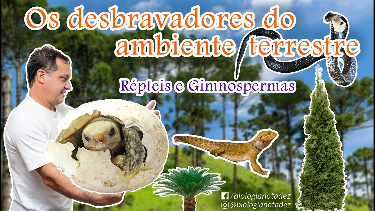 RÉPTEIS e GIMNOSPERMAS - Conquista do ambiente terrestre