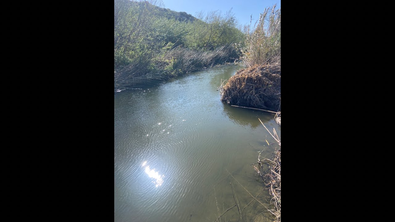 Creek fishing let’s see what bites