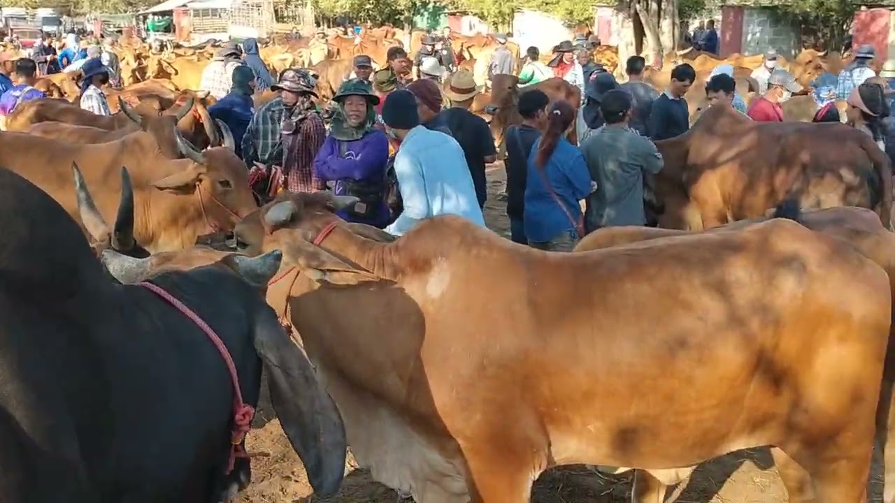 โซนวัวงาม! ตลาดวัวยโสธร ยังคงมีเกษตรกร ชาวบ้านออกเดินหาวัวไปเลี้ยงปกติ!!