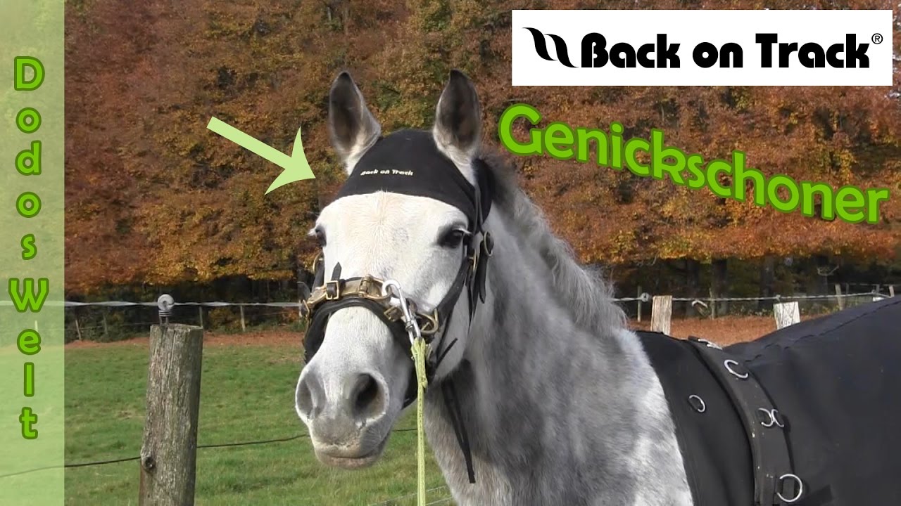 [imTest] #2 | BACK ON TRACK | Der Genickschoner | Dodos Welt