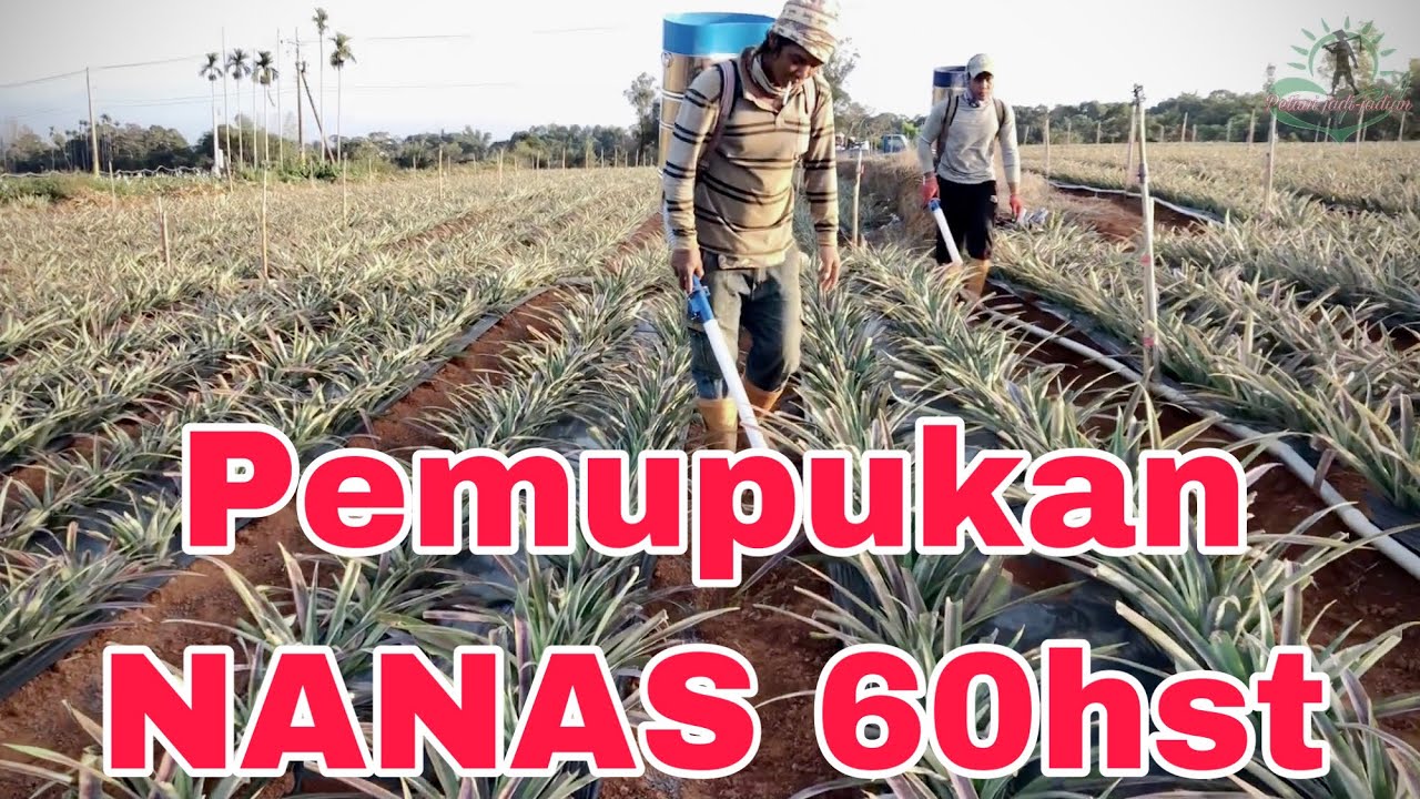 Perhatikan gaess‼️ Pemupukan nanas 60hst⁉️