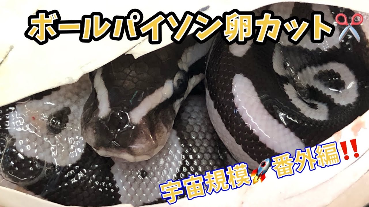 【ボールパイソン卵カット✂️】宇宙規模🚀番外編【みんな大好きアザンクラッチ‼️】