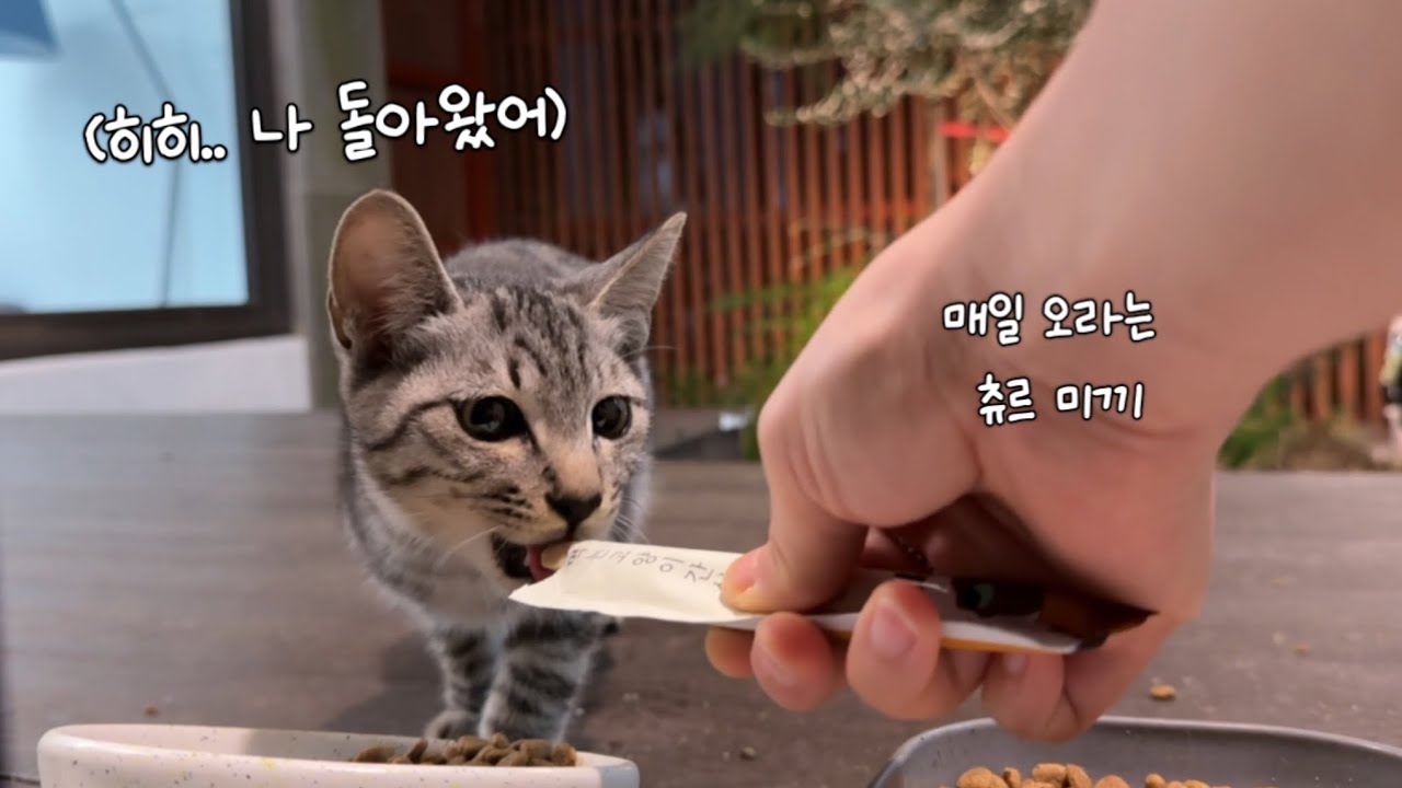 일주일 만에 몰라보게 야윈 채로 돌아온 아기 고양이