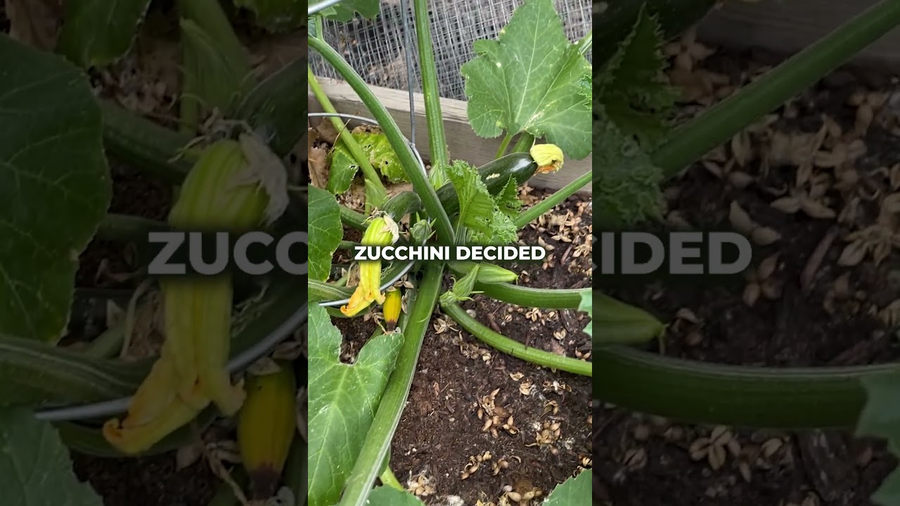 Pruning Zucchini Plants
