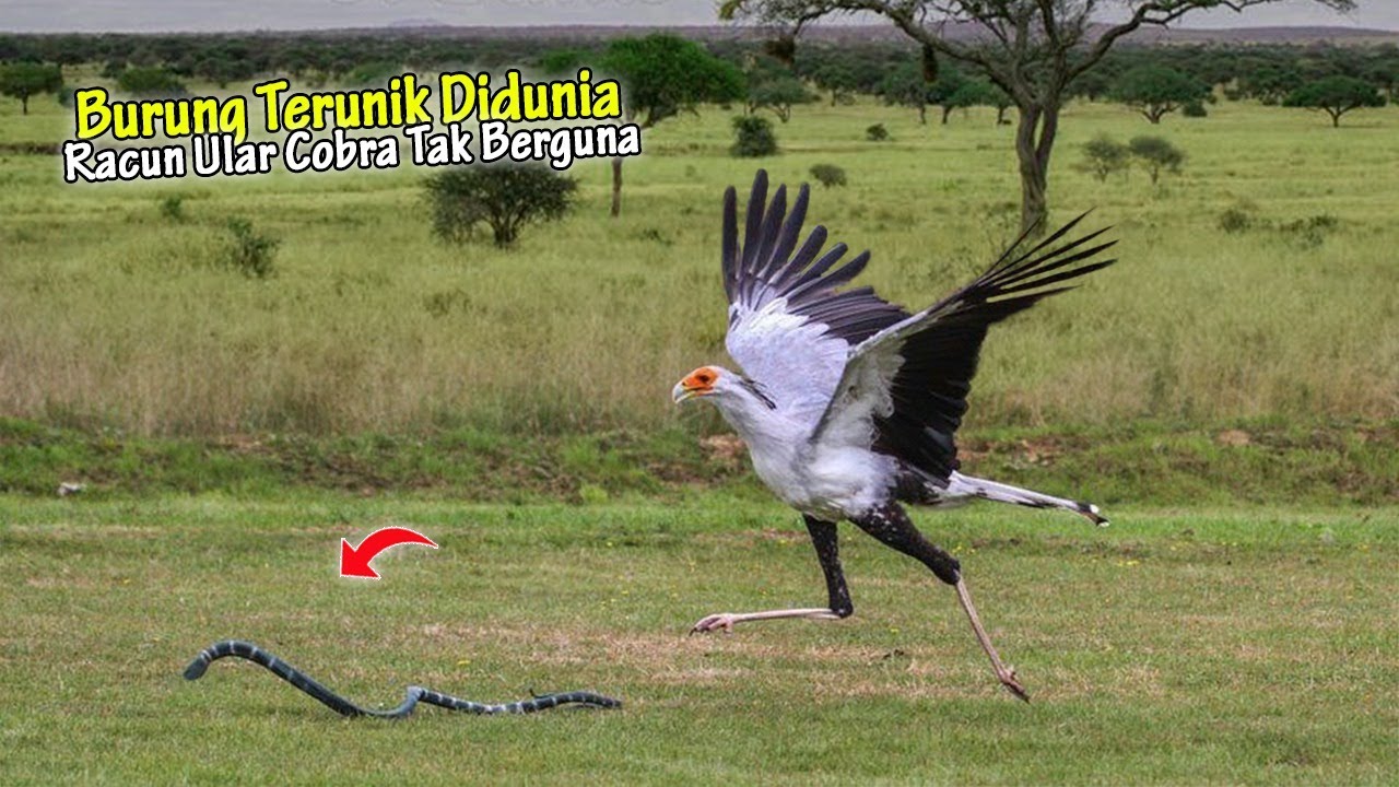 Ular Kobra Tak di Beri Ampun! Kemampuan Luar Biasa Burung Sekretaris Remukkan Tubuh Ular dgn Mudah