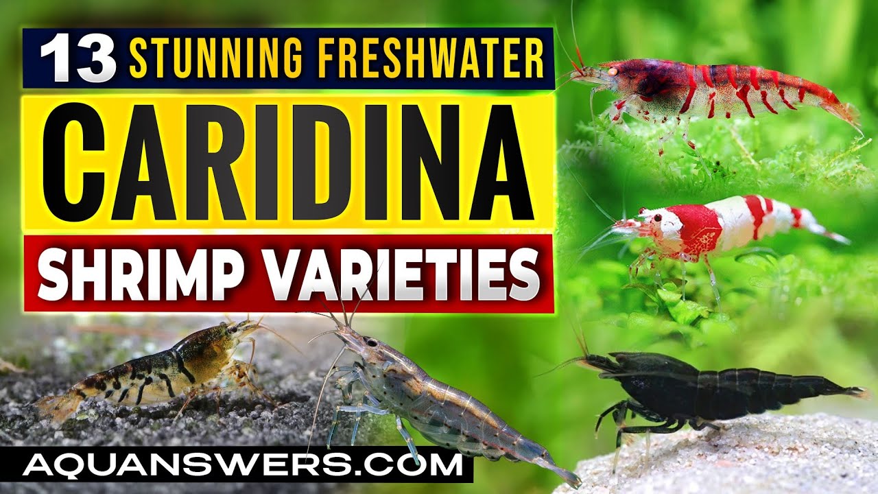 13 Stunning Caridina Shrimp Types: Your Guide to Freshwater Elegance