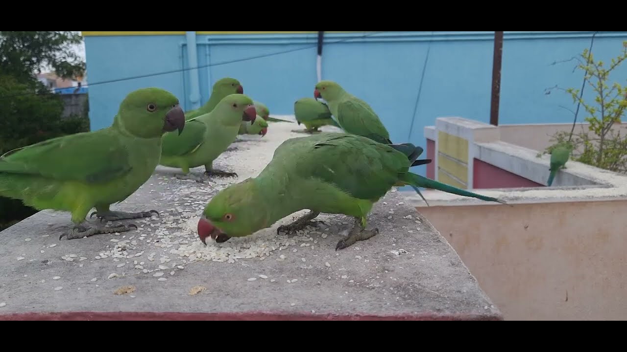Green Parakeet Feeding You’ll Watch Again 🦜✨