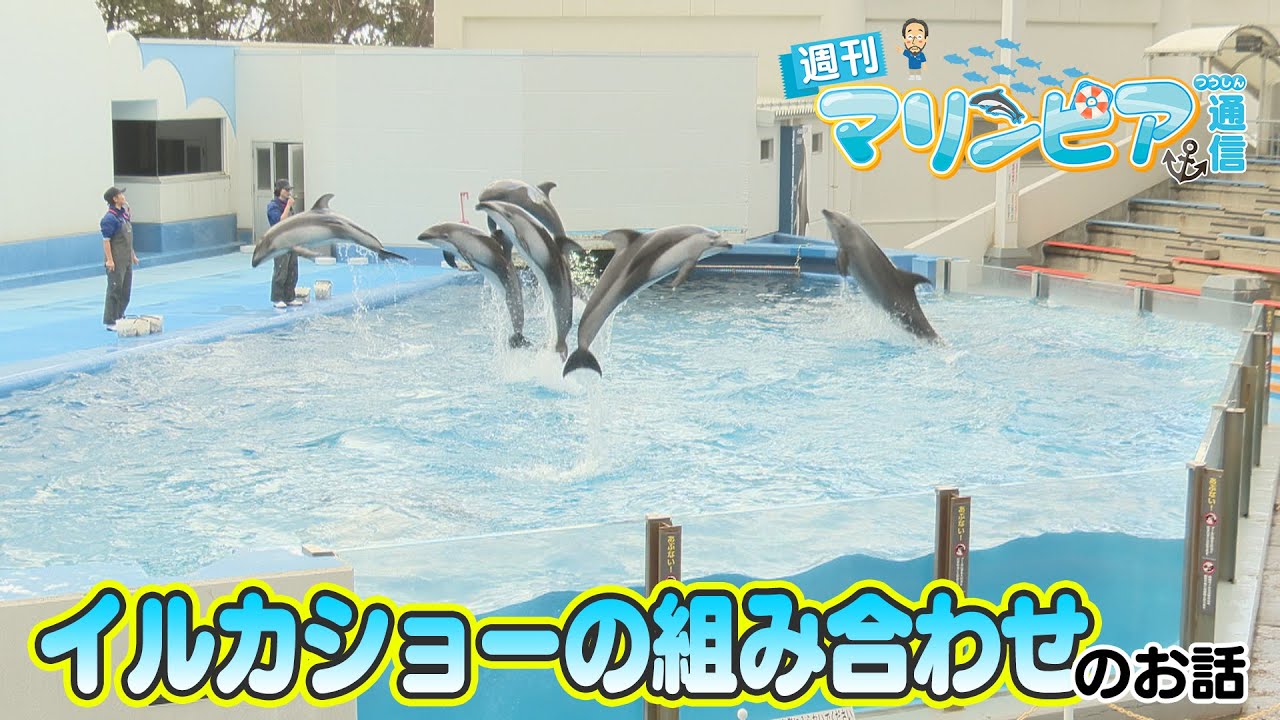 週刊マリンピア通信　＃197 イルカショーの組み合わせ