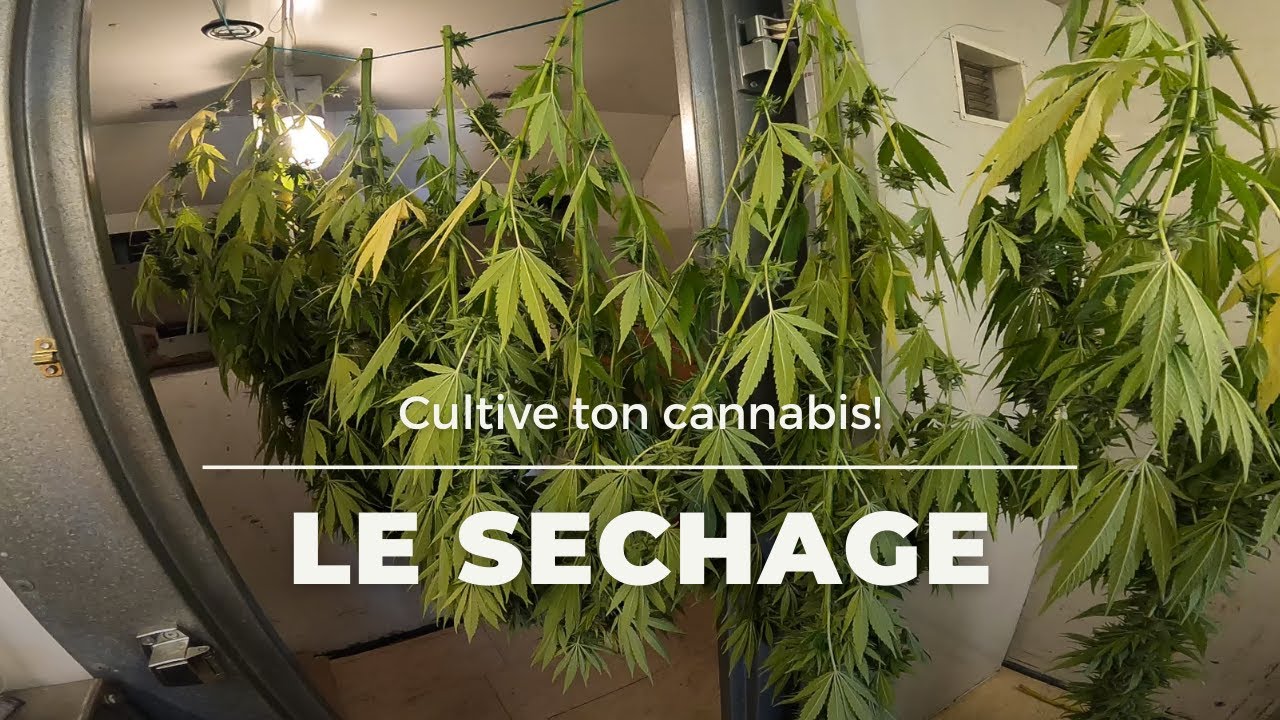 Apr&egrave;s la r&eacute;colte le s&eacute;chage en douceur de nos plantes...