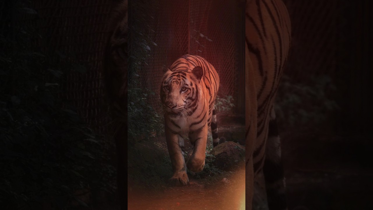 🐯 टाइगर के बारे में 10 रोचक तथ्य | Amazing Facts About Tiger in Hindi | Jungle Ka Raja 🐅#TigerFacts