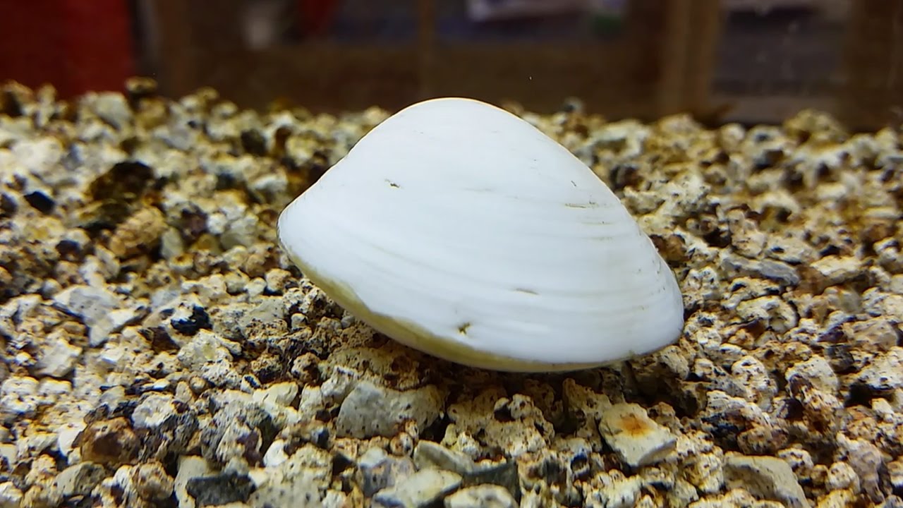 La almeja filtradora de agua dulce (Polymesoda artacta) Ficha Técnica