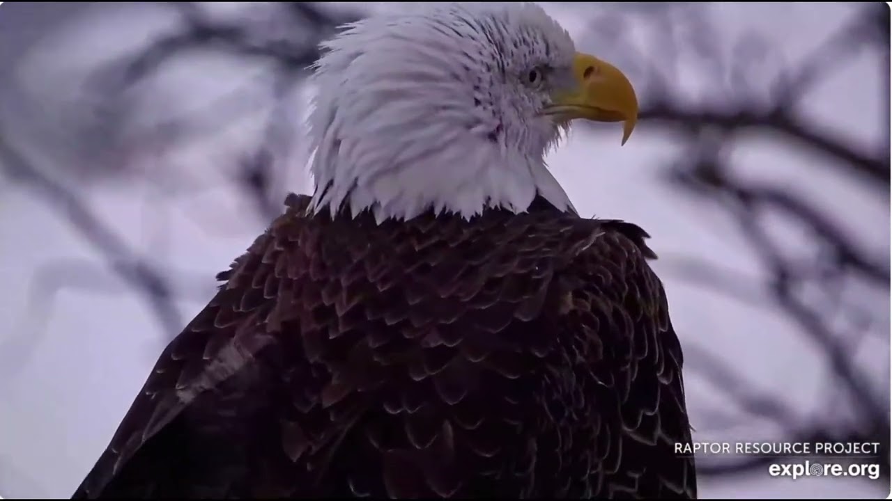 A restless evening at DNF and Mr North's nest 20.02.2026 Explore Live Nature Cams