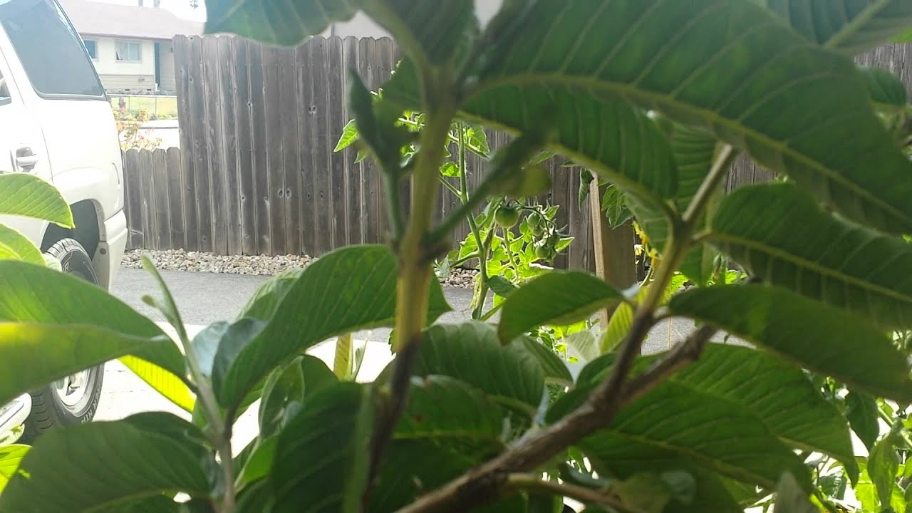 Poda de guayabo, como podar o desojar un guayabo,