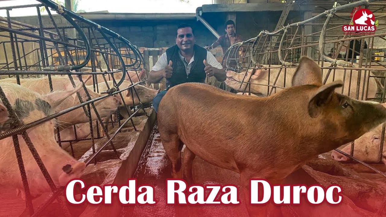 Raza porcina DUROC | Caracter&iacute;sticas y consejos | Granja San Lucas