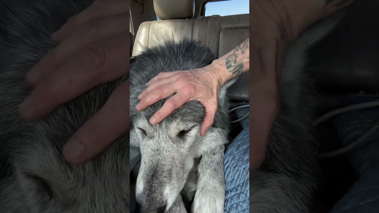 Насколько велики #волки? #wolfawarenessweek