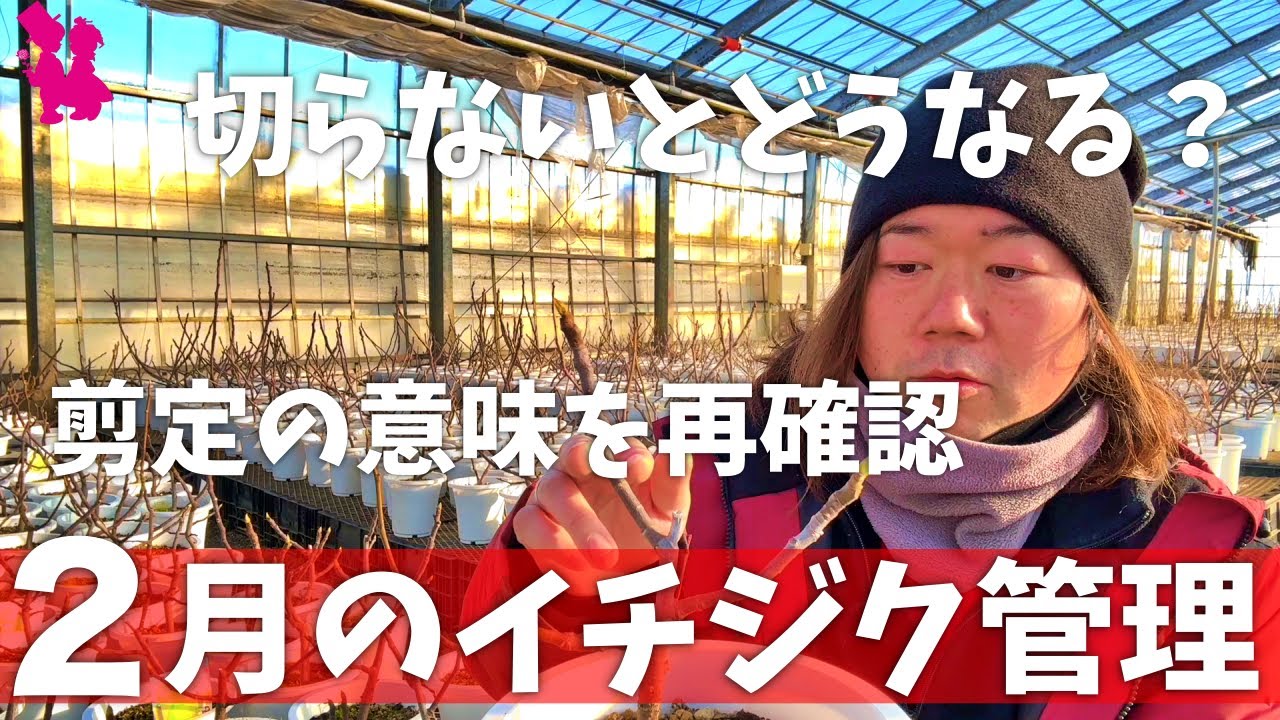 【販売お知らせ有り】イチジク２月管理の重要ポイントを園芸農家が話します