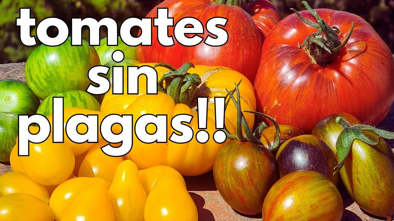 Acaba con TODAS las PLAGAS del TOMATE (sin pesticidas) 🍅
