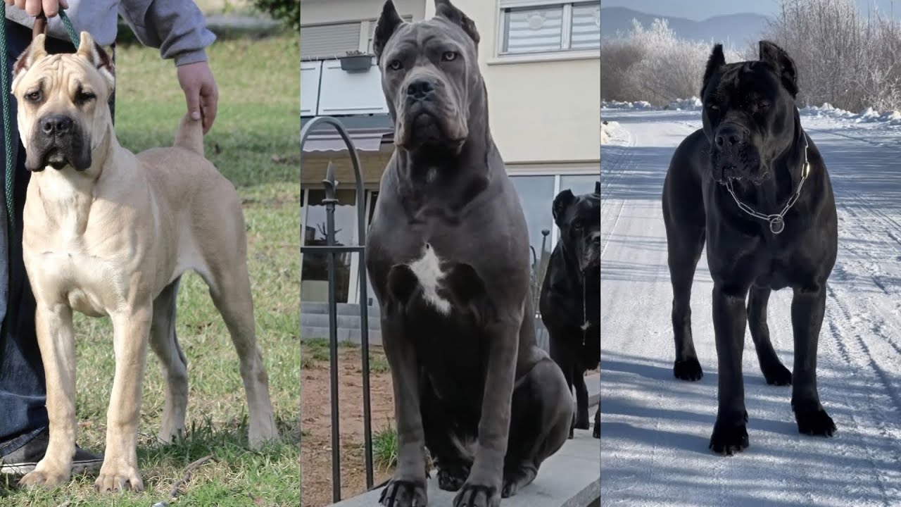 CANE CORSOS OF TIKTOK🐾#animals #dogs #canecorso 