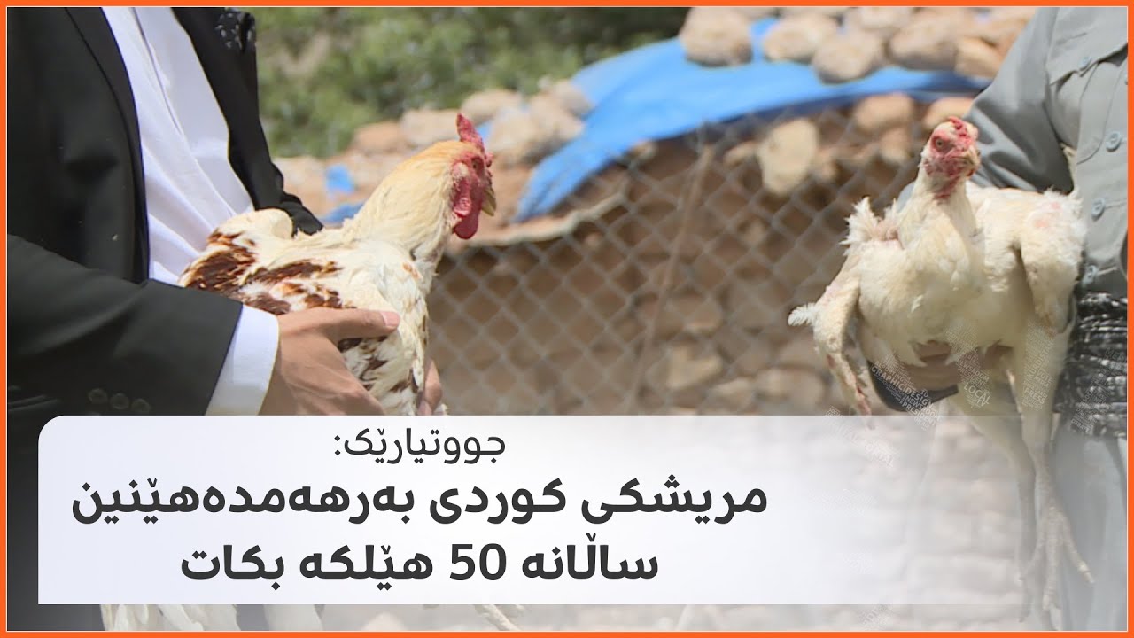 جووتیارێک: مریشکی کوردی بەرهەمدەهێنین ساڵانە 50 هێلکە بکات