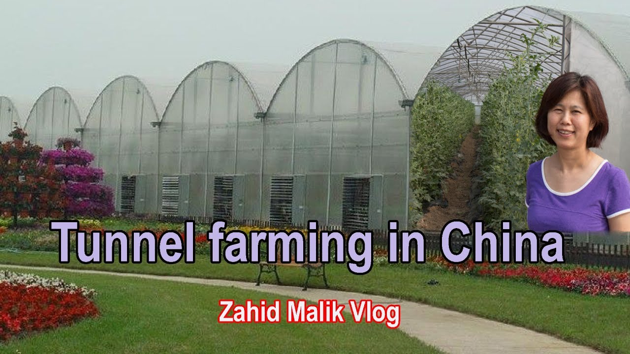 Tunnel Farming in China || Modern Greenhouse Farming || How to grow vegetables