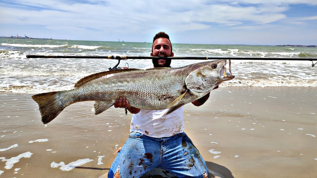 🤯‼️CORVINA GIGANTE‼️🤯 SURFCASTING EN VALDELAGRANA -➕ DORADA ☢️ 3,400 kg 💣➕DENTÓN EN CADIZ🤯🤯🤯🤯🤯🤯🤯