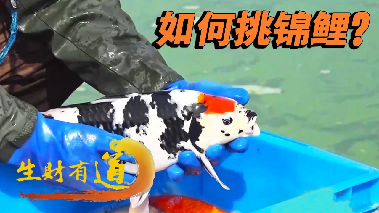 血统纯正的锦鲤什么明显特点？评价锦鲤的因素包括哪几方面？电商助力七彩锦游向万家美生活 「生财有道」 20240220 | 财经风云