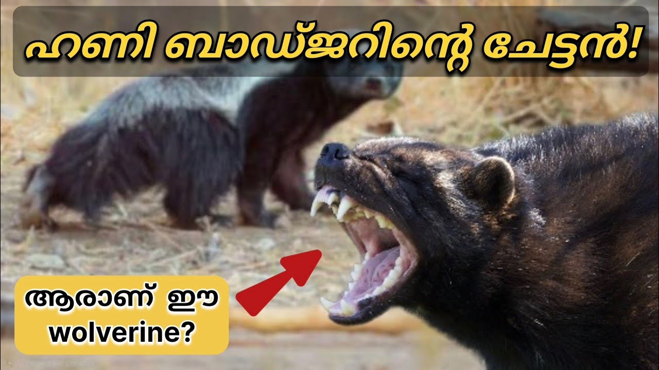 Wolverine Malayalam: ഹണി ബാഡ്ജറിനേക്കാൾ ഭീകരൻ! | Wolverine vs Honey Badger