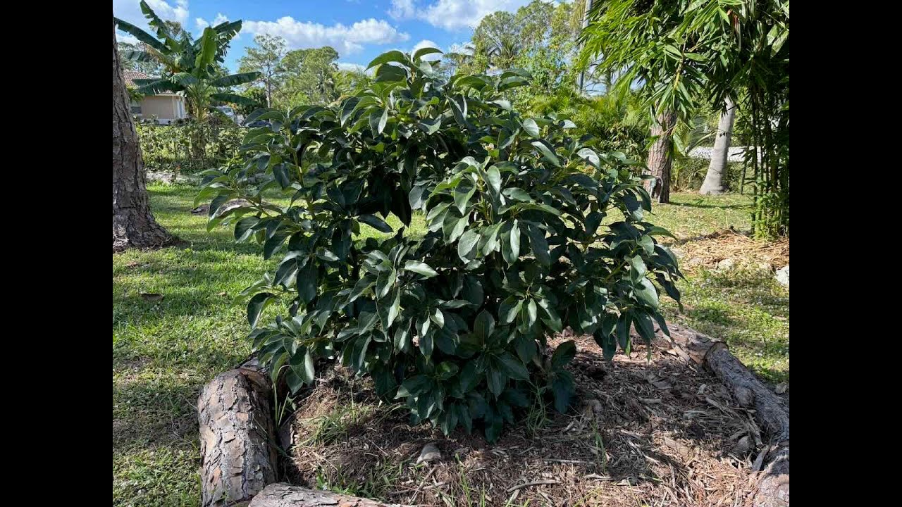 Avocado 🥑 walkabout: Lula, Mexicola, Oro Negro, and Simmonds avocado trees