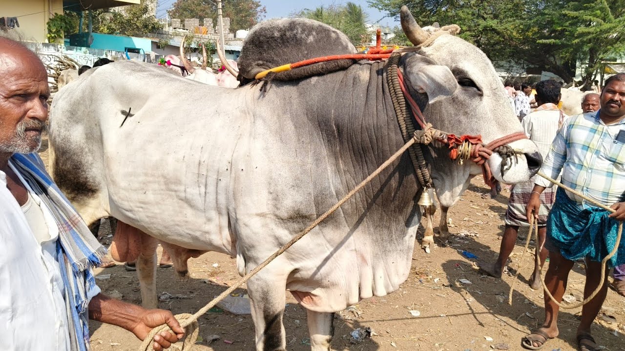 దిట్టమైన ఒంగోలు జాతి సేద్యపు కోడెకు పలుకుతున్న రేట్లు_ఏమ్మిగనూరు సంతలో_Yemmiganur Market video's