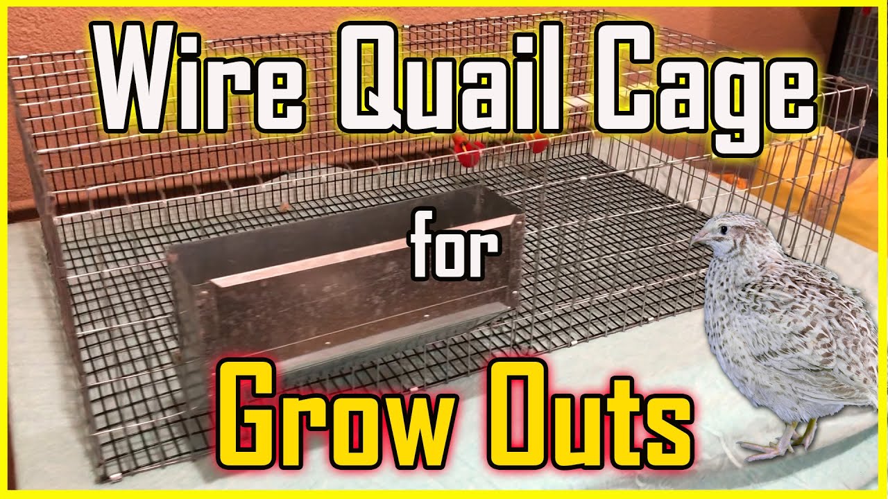 Build an All Wire Quail Cage for your Grow Outs