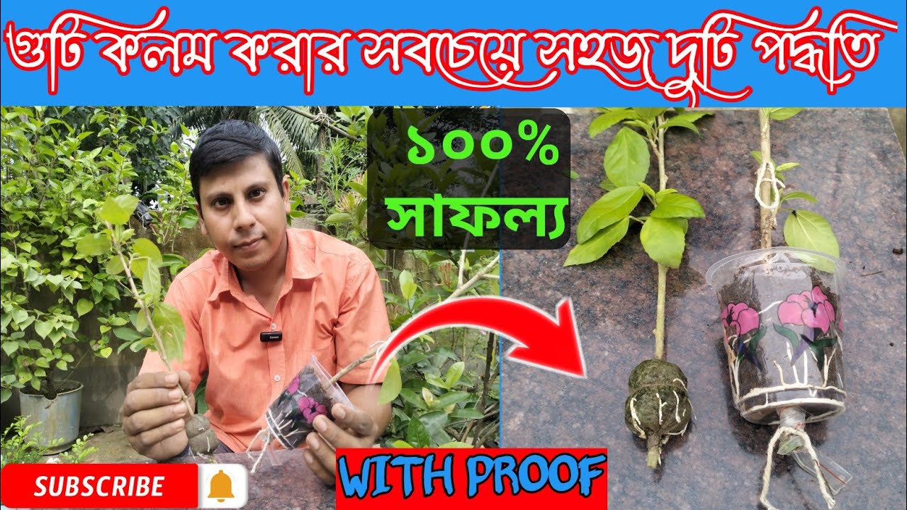 Two easy way of air layering # Air layering # গুটি কলমের দুটি সহজ উপায়# গুটিকলম #গুঁটি কলম