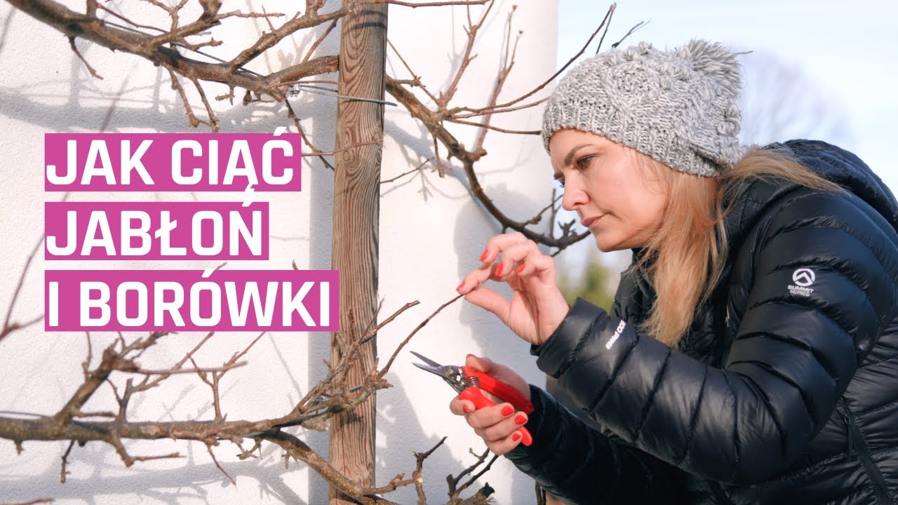 Czas na cięcie jabłoni espalierowej i borówki amerykańskiej